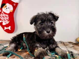 Miniature Schnauzer dogs AKC Minnie - Ad 22
