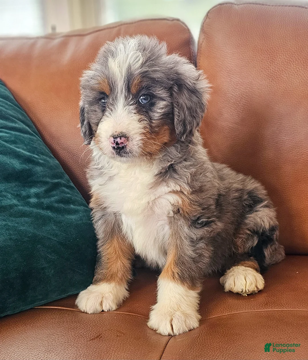 Bernedoodle dogs for sale: Blue! - Ad 7