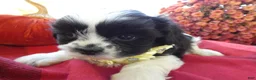 Shih Tzu dogs for sale: Shih Tzu 3 Leon - Ad 2