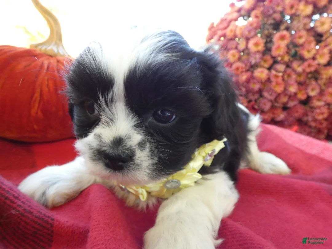Shih Tzu dogs for sale: Shih Tzu 3 Leon - Ad 2