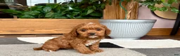 Cavapoo dogs for sale: Cavapoo 1 - Ad 3