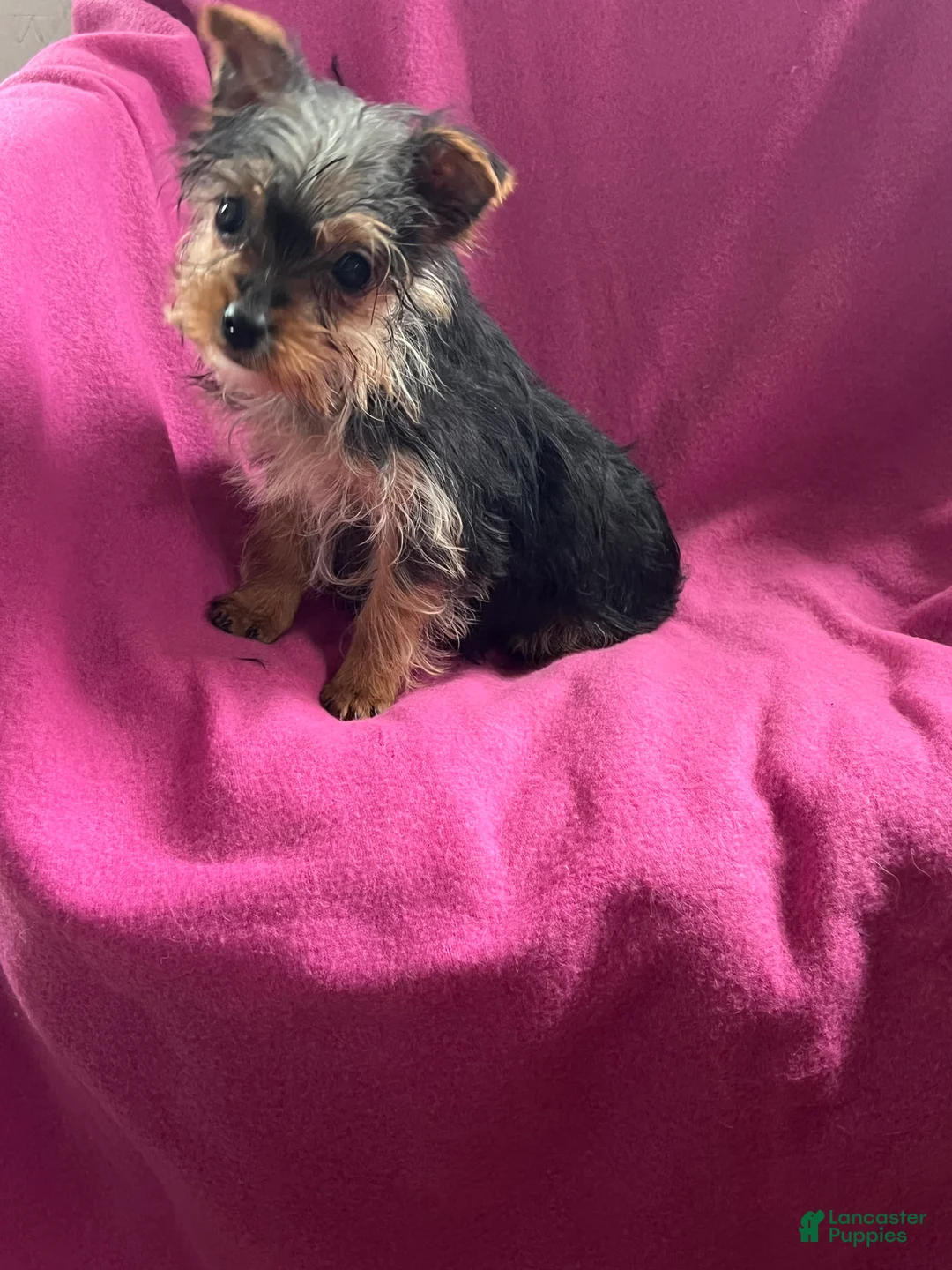 Yorkshire Terrier dogs for sale: Sussie Q - Ad 2