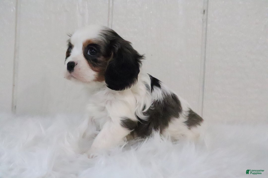 Cavalier King Charles Spaniel dogs for sale: Rosco - Ad 7