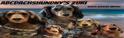 Miniature Dachshund dogs for sale: Female import puppy- uses pads - Ad 18