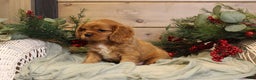 Cavalier King Charles Spaniel dogs for sale: Zachary - Ad 10