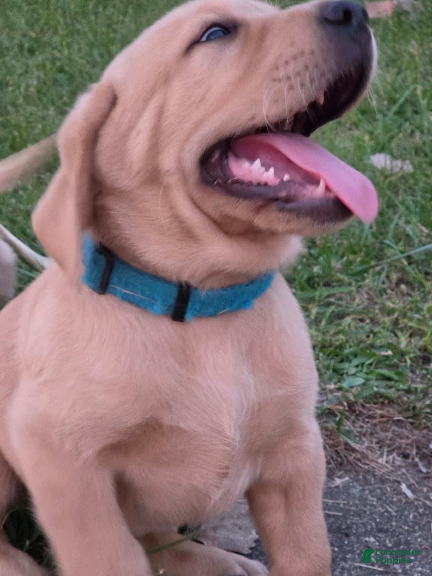 Labrador Retriever dogs for sale: Meet Your New Best Friend! Beautiful Yellow Male Labrador Retriever Puppies Available 💛 - Ad 37