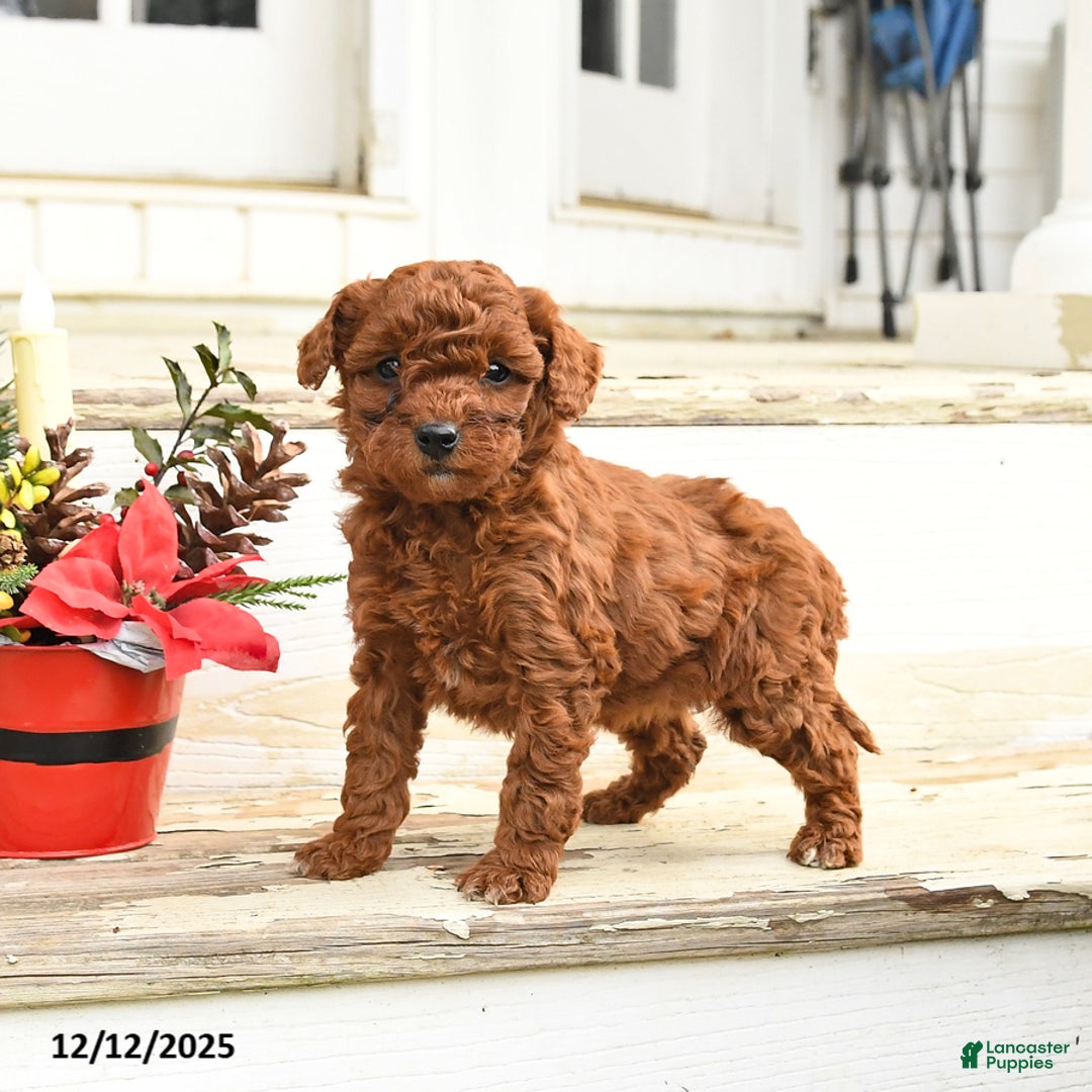 Miniature Labradoodle dogs for sale: Annabelle - Ad 4