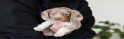 Miniature Dachshund dogs for sale: Skye - Ad 23