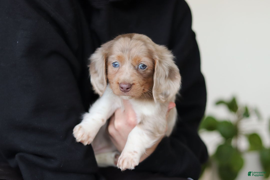 Miniature Dachshund dogs for sale: Skye - Ad 23