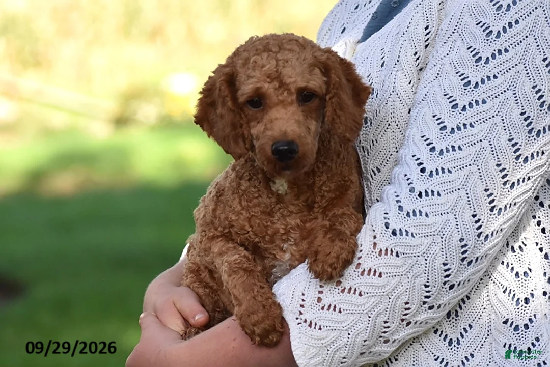 Cavapoo dogs for sale: Kyle - Ad 6