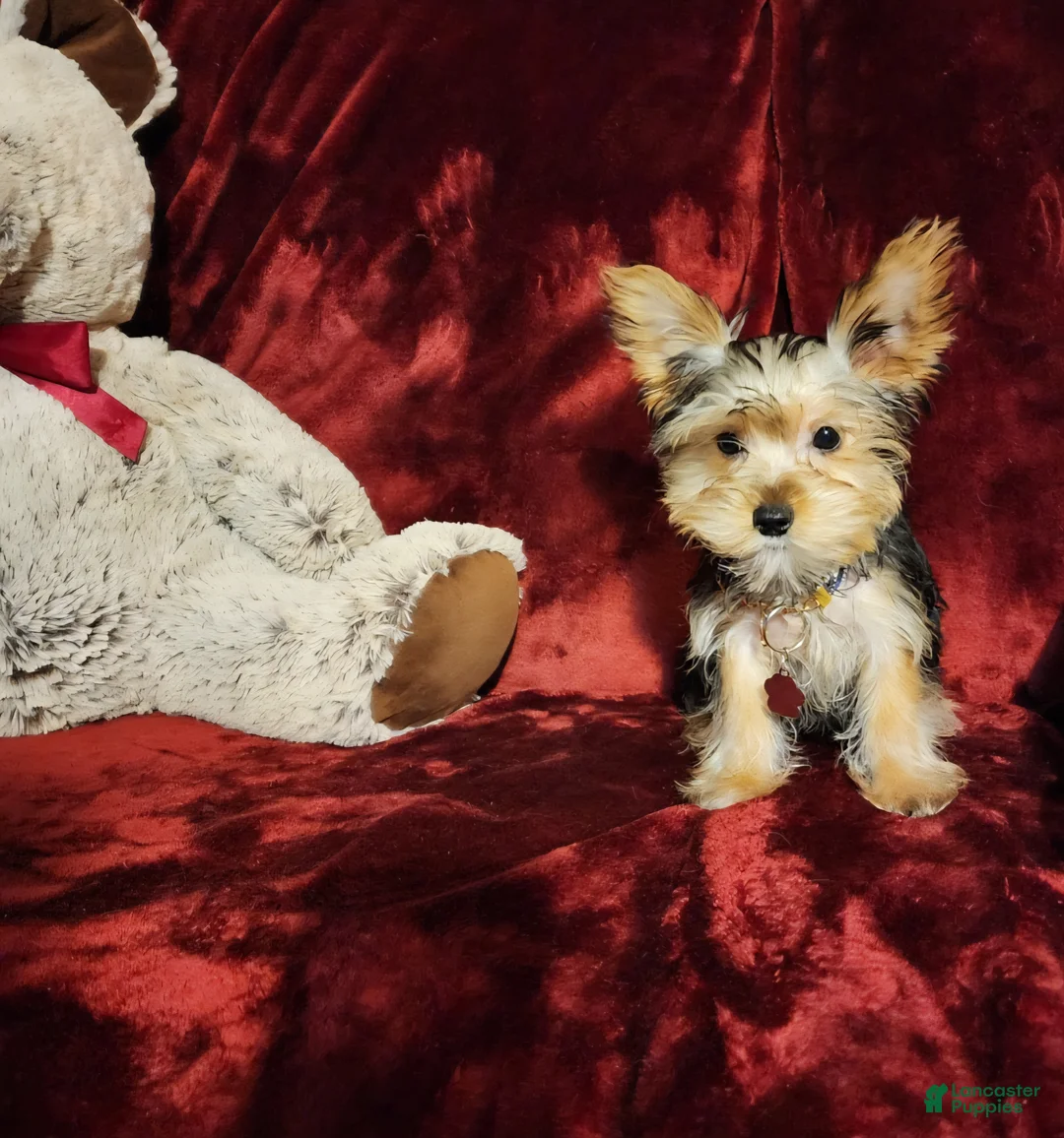 Yorkshire Terrier dogs for sale: TUCKER - Ad 1