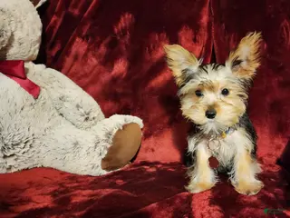 Yorkshire Terrier dogs TUCKER - Ad 16