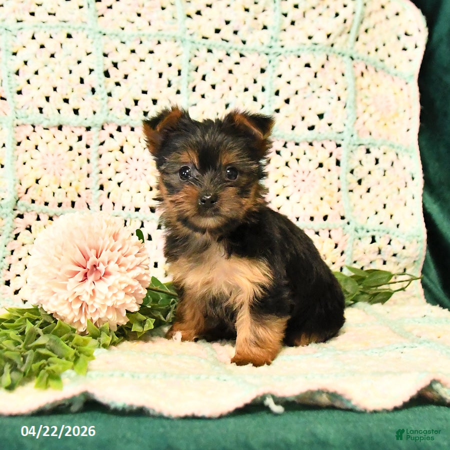 Yorkshire Terrier dogs for sale: Dahlia - Ad 1
