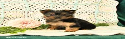 Yorkshire Terrier dogs for sale: Dahlia - Ad 1