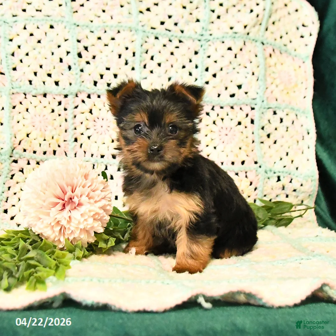 Yorkshire Terrier dogs for sale: Dahlia - Ad 1