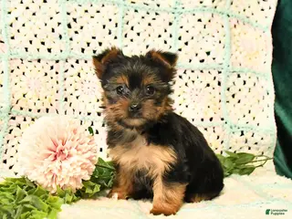 Yorkshire Terrier dogs for sale: Dahlia - Ad 1