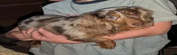 Miniature Dachshund dogs for sale: DAXX - Ad 9
