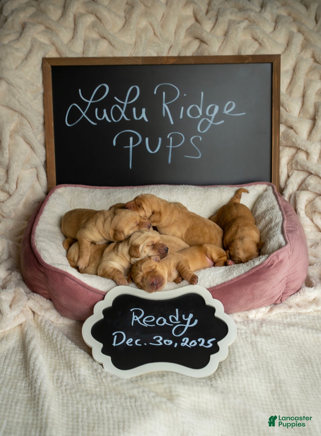 Labrador Retriever dogs for sale: Labrador Retriever Puppy 1 - Ad 2