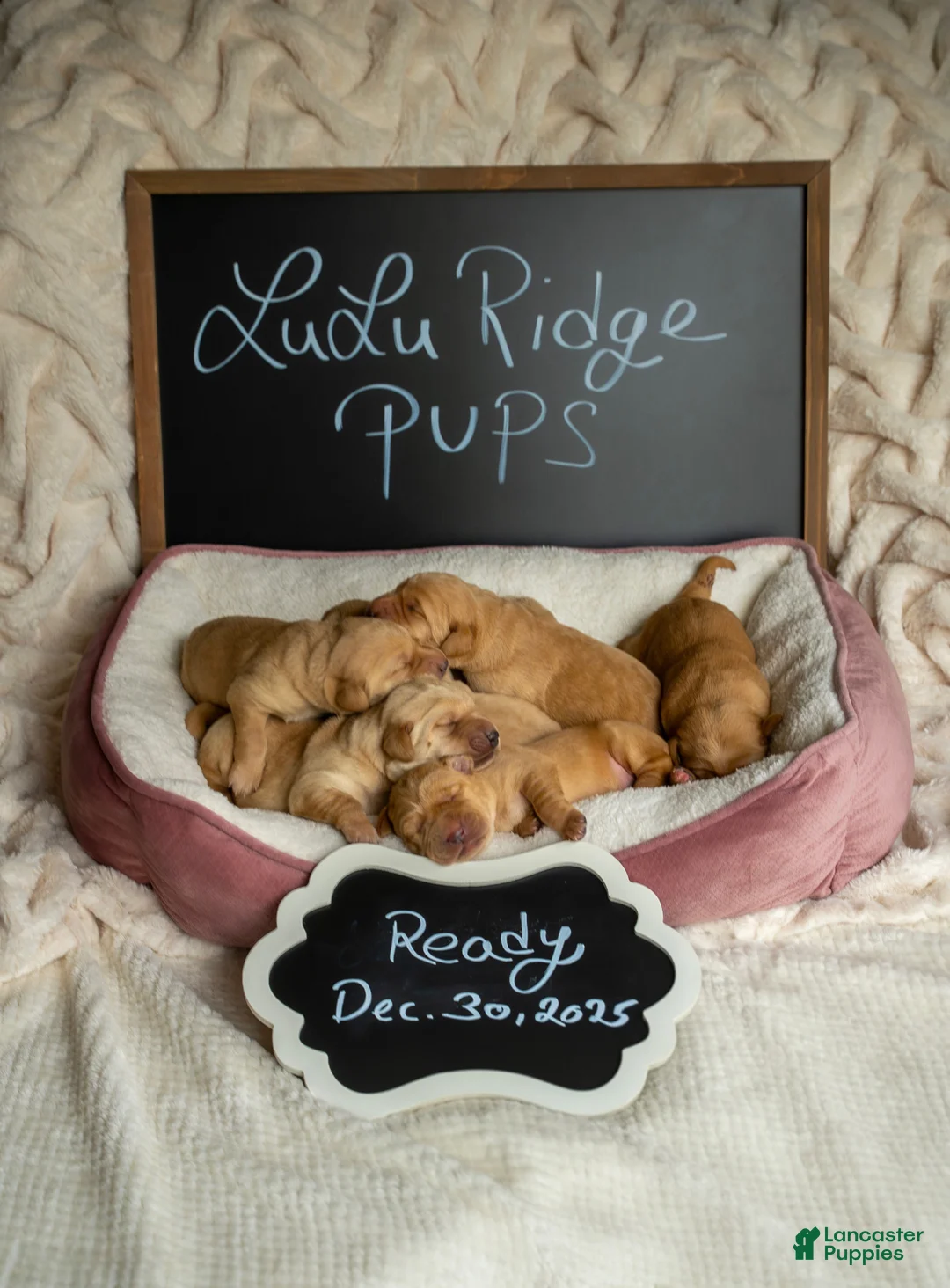 Labrador Retriever dogs for sale: Labrador Retriever Puppy 1 - Ad 2