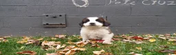 Saint Bernard dogs for sale: Duke - Ad 3
