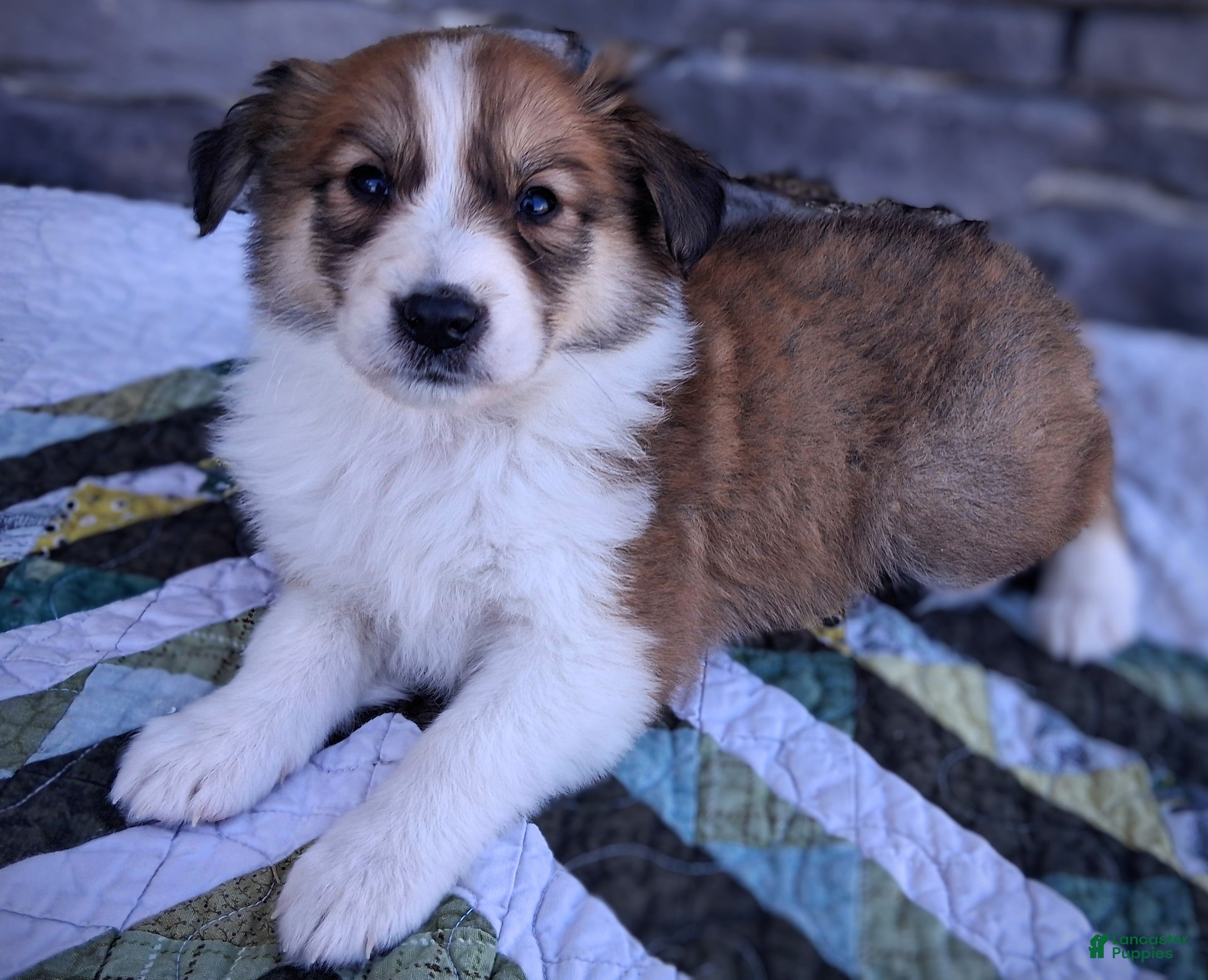 Scotch Collie dogs Honey - Ad 1
