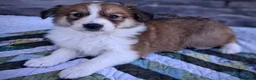 Scotch Collie dogs for sale: Honey - Ad 1