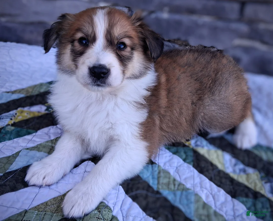 Scotch Collie dogs for sale: Honey - Ad 1