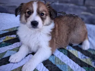 Scotch Collie dogs Honey - Ad 4
