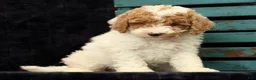 Miniature Poodle dogs for sale: Molly - Ad 3