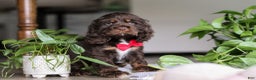 Cocker Spaniel dogs for sale: Luca - Ad 3