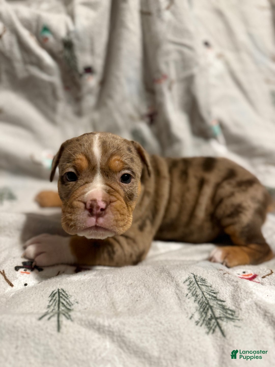 Olde English Bulldogge dogs for sale: Beth  - Ad 8