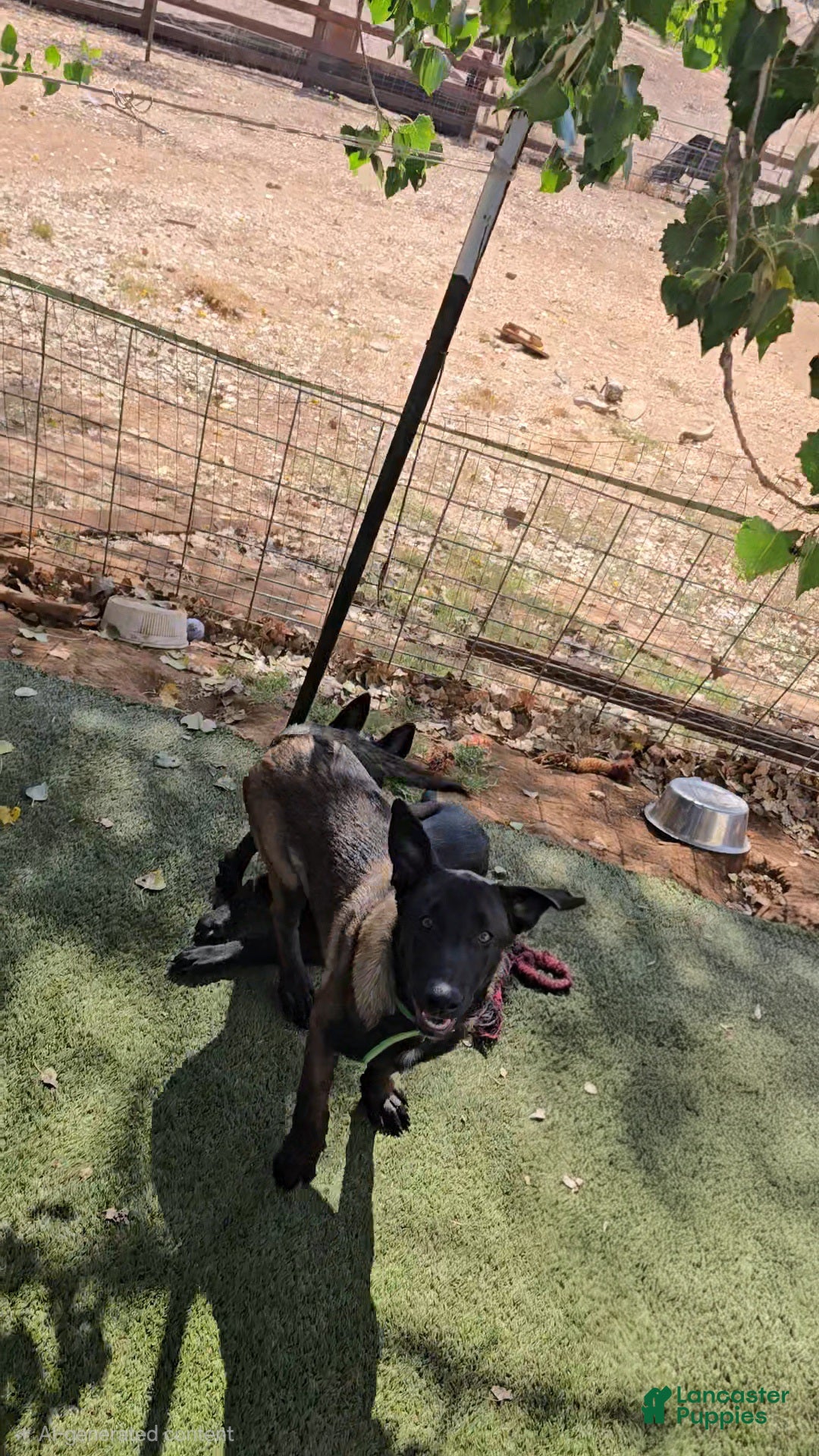 Belgian Malinois dogs Green Collar Boy - Ad 2