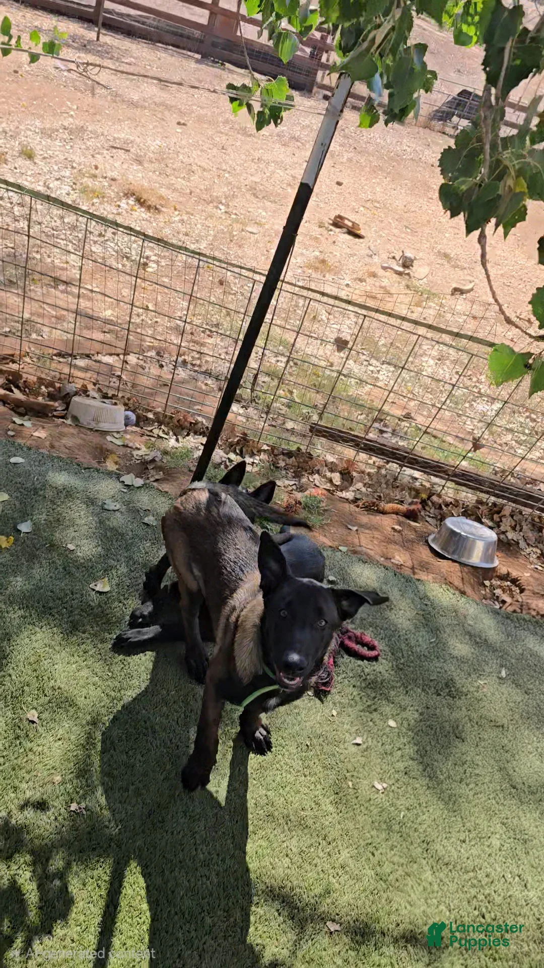 Belgian Malinois dogs for sale: Green Collar Boy - Ad 2