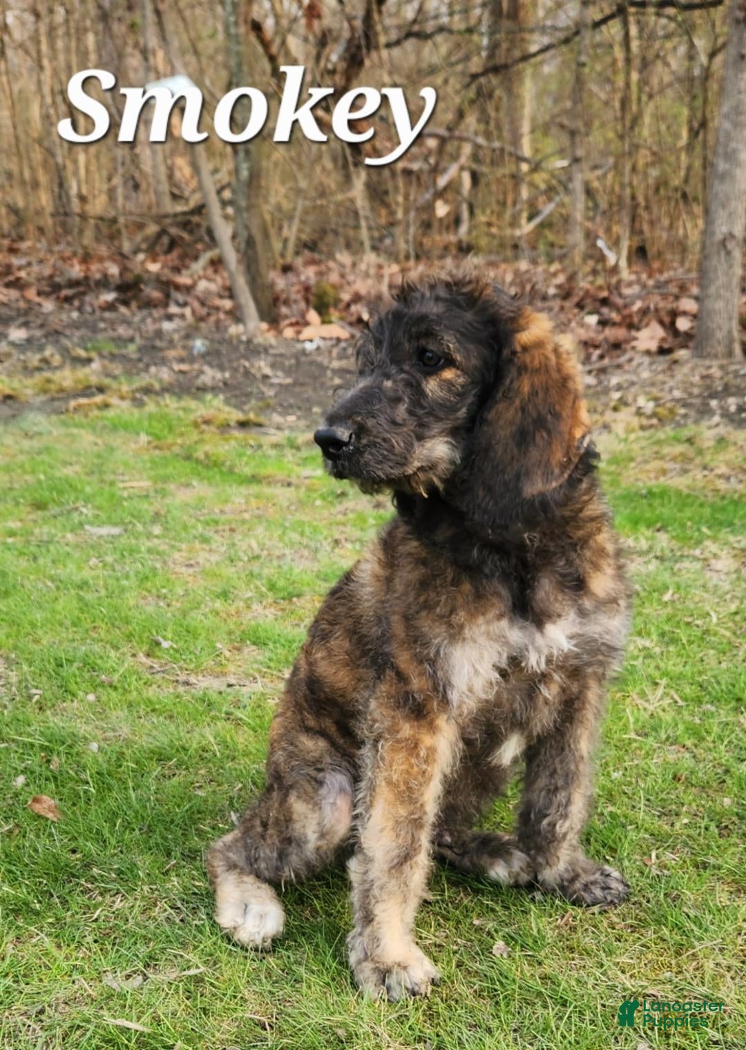 Labradoodle dogs Smokey - Ad 33