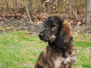 Labradoodle dogs Smokey - Ad 33