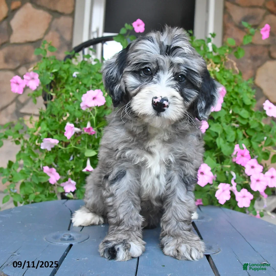 Mixed Breed dogs Prince - Ad 1