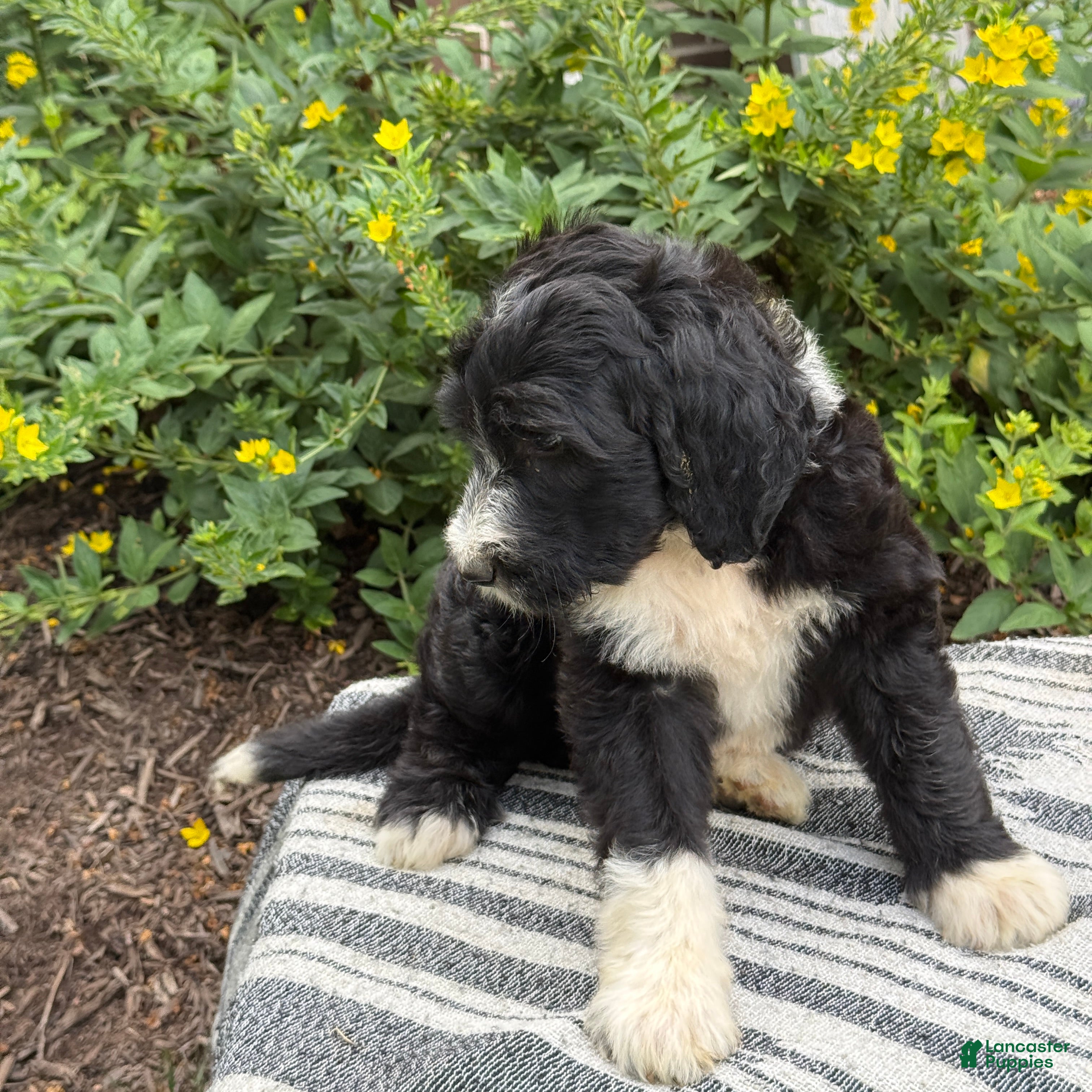 Mixed Breed dogs Guiness - Ad 2