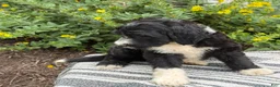 Mixed Breed dogs for sale: Guiness - Ad 2
