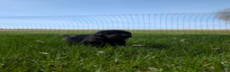 Newfoundland dogs for sale: Hero - Ad 12