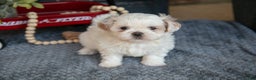 Shih Tzu dogs for sale: Haley - Ad 1
