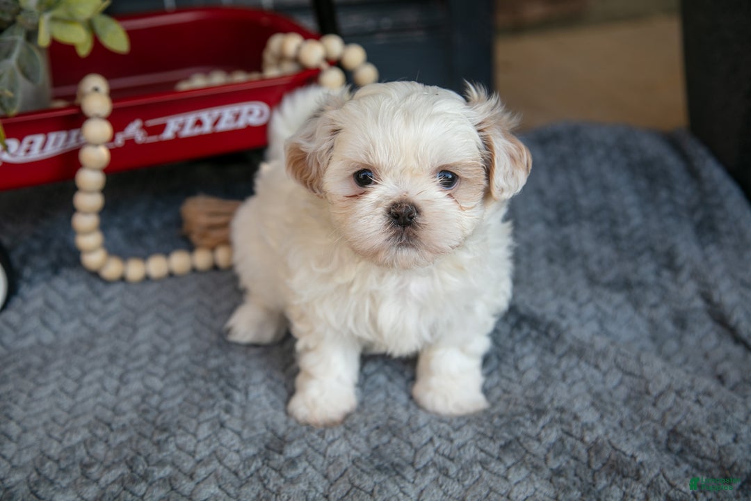 Shih Tzu dogs for sale: Haley - Ad 1