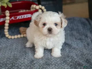 Shih Tzu dogs Haley - Ad 36