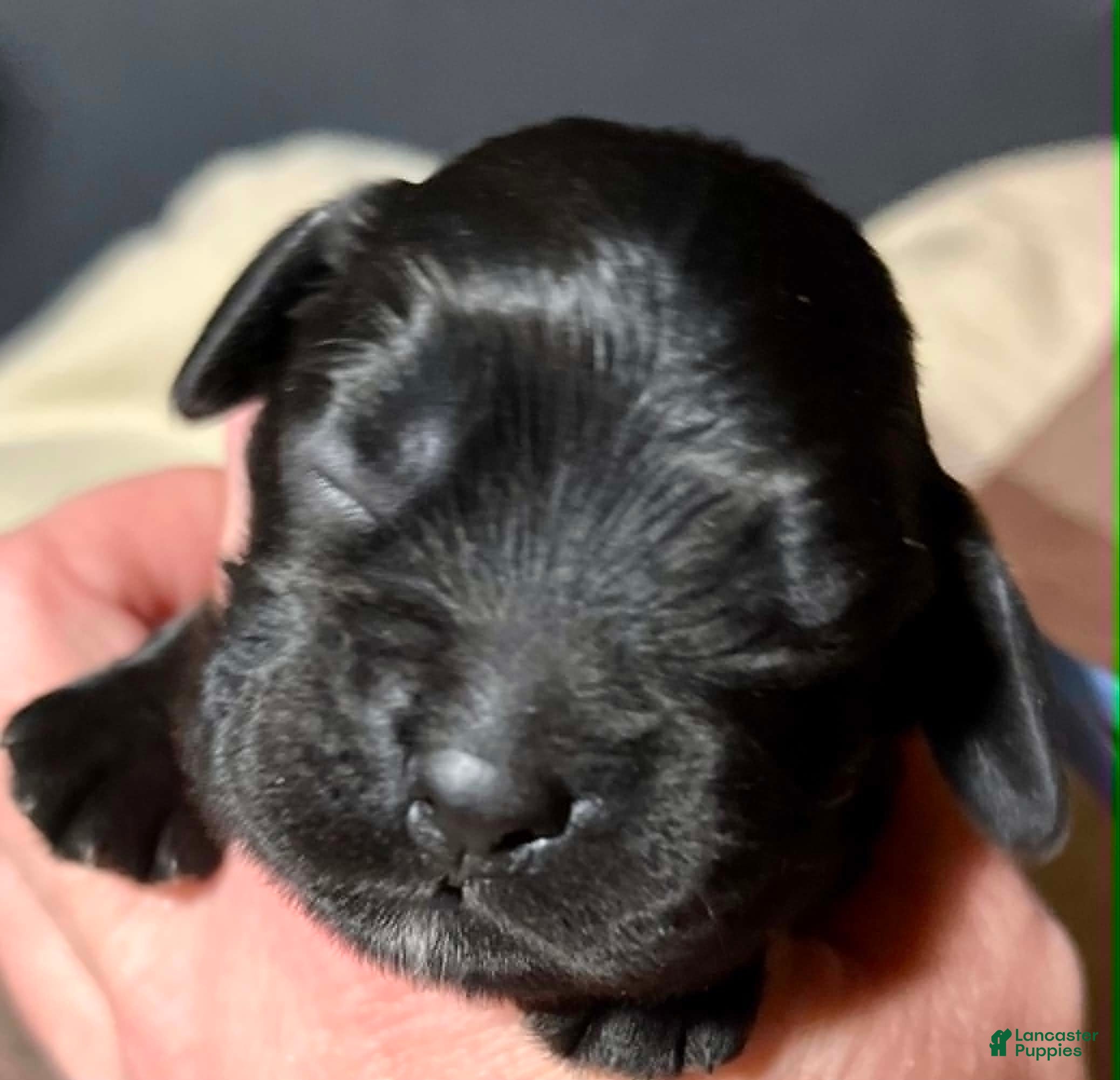 Cocker Spaniel dogs Cocker Spaniel 5 Noir - Ad 8