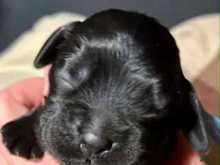 Cocker Spaniel dogs Cocker Spaniel 5 Noir - Ad 8