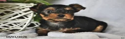 Yorkshire Terrier dogs for sale: Twilight - Ad 4
