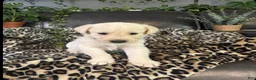 Goldador dogs for sale: Goldador 3 - Ad 1