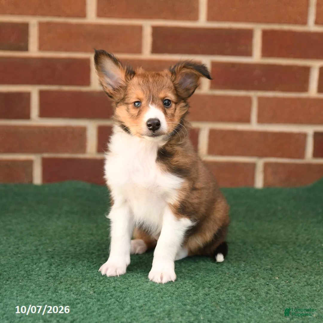 Shetland Sheepdog dogs for sale: Hazel - Ad 1
