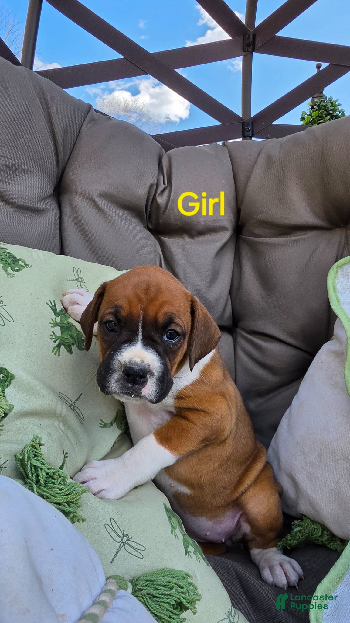 Boxer dogs Boxer Puppy 5 - Ad 37