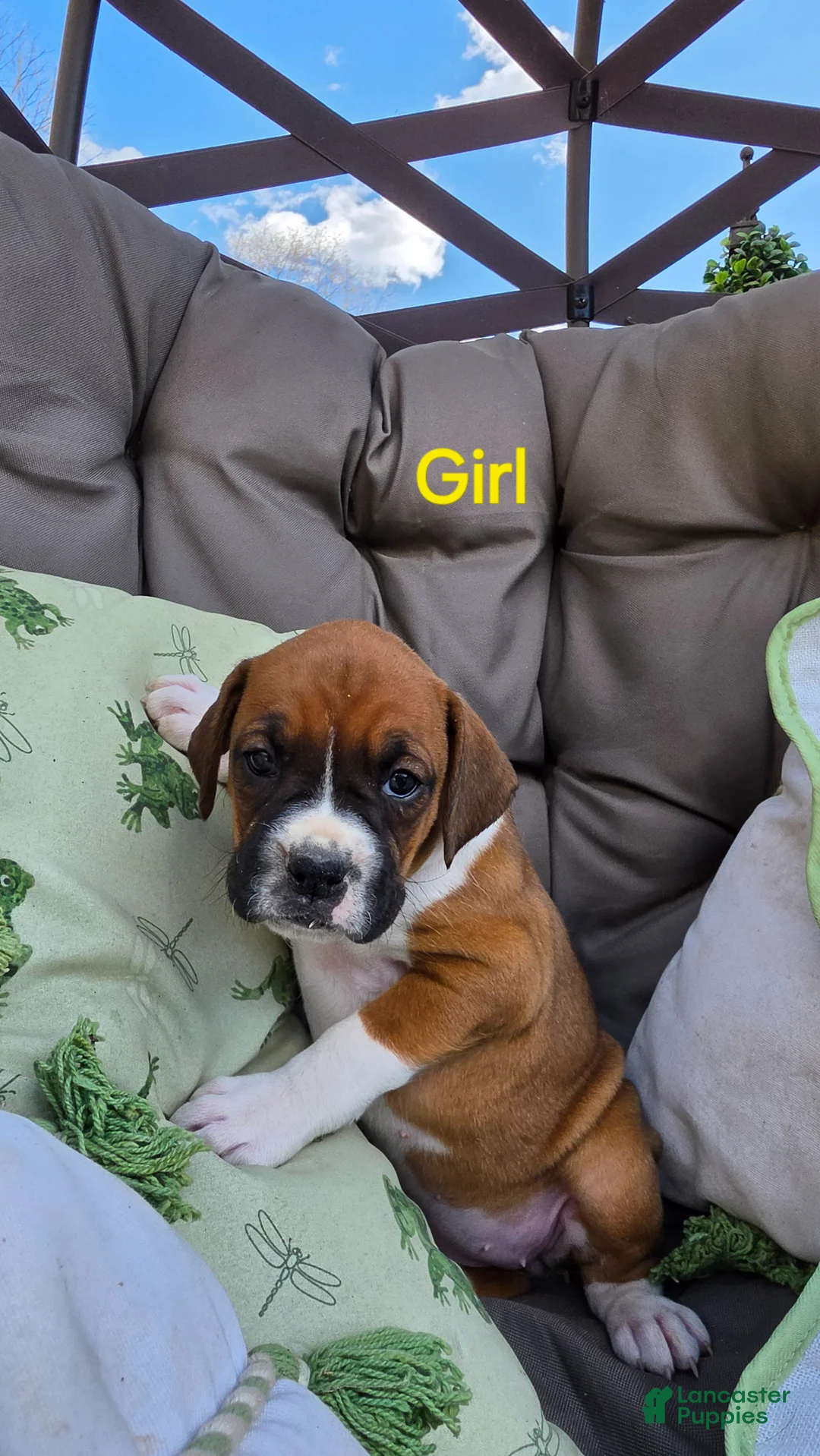 Boxer dogs for sale: Boxer Puppy 5 - Ad 1