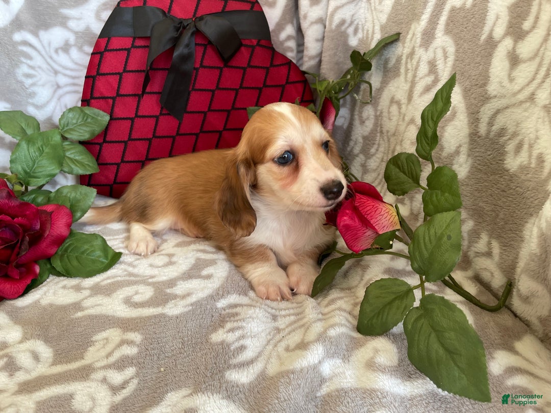 Miniature Dachshund dogs for sale: Brynn - Ad 12